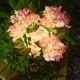 thumbnail image 5 of pstuiky Lámpara de pie con forma de flor artificial bordada de tres cabezas con energía solar para decoración de patios y jardines., 5 of 5