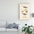 thumbnail image 3 of Trademark Fine Art 'Sandpipers And Eggs II' Canvas Art by Morris, 3 of 4