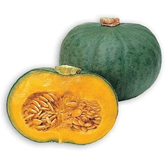 Blue Kuri Squash Seeds for Planting - 10 Seeds to Grow - Ships from Iowa, USA