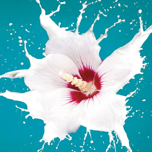 Cortesi Home Flower Burst Graphic Art