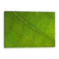 thumbnail image 1 of Cuadro decorativo - 21, Andrés Blásquez 150x100 Canvas Lab Botánica, Naturaleza, 1 of 2