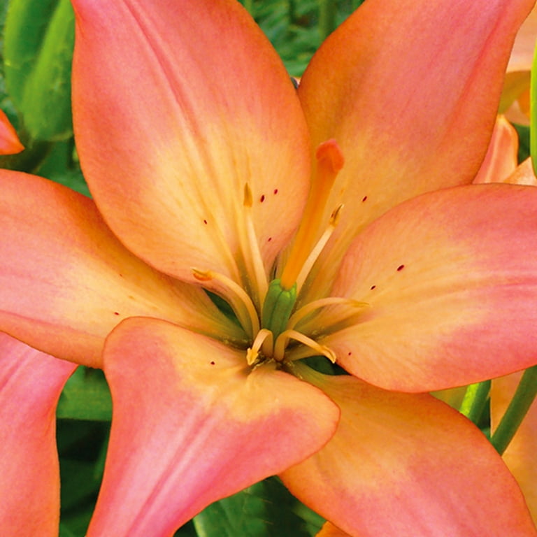 Van Zyverden Lily Easy Whisper Dormant Perennial Bulb Partial Sun