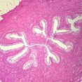 thumbnail image 4 of Epithelium Types Microscope Slide Set, 4 of 4