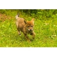 thumbnail image 2 of Jaynes Gallery 18x13 White Modern Wood Framed Museum Art Print Titled - Minnesota-Pine County Coyote pup playing with stick, 2 of 4