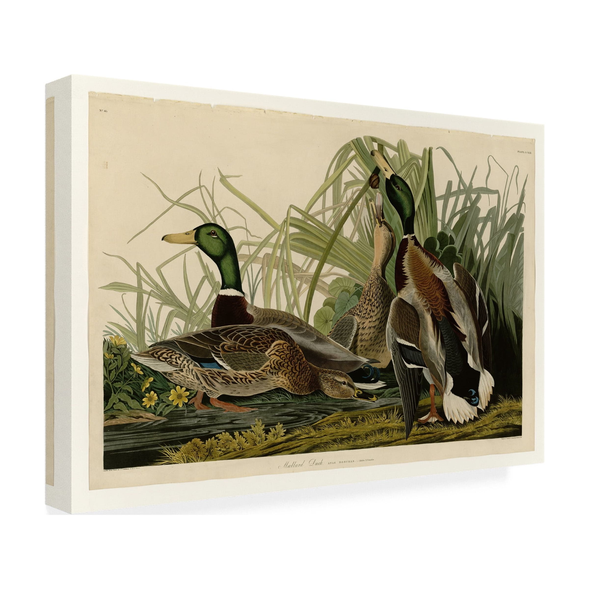 Audubon 'Mallard Duckplate 221' Canvas Art