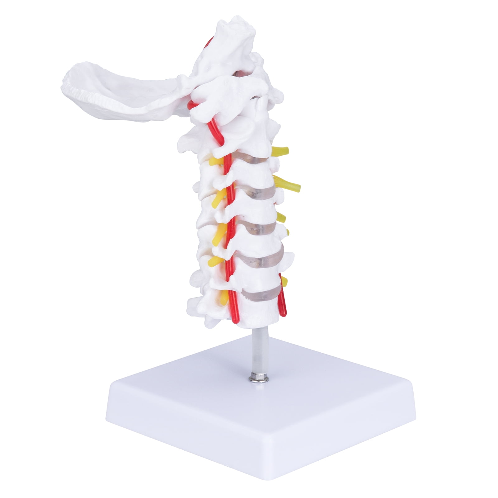 LVCHEN Cervical Vertebra Model - Cervical Spine Model with Posterior ...