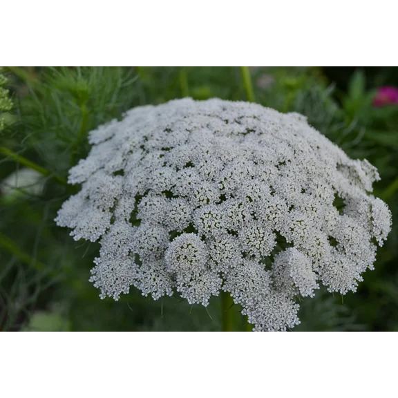 Ammi Green Mist False Queen Anne's Lace Bishop's Weed Premium 100- Seed Packet