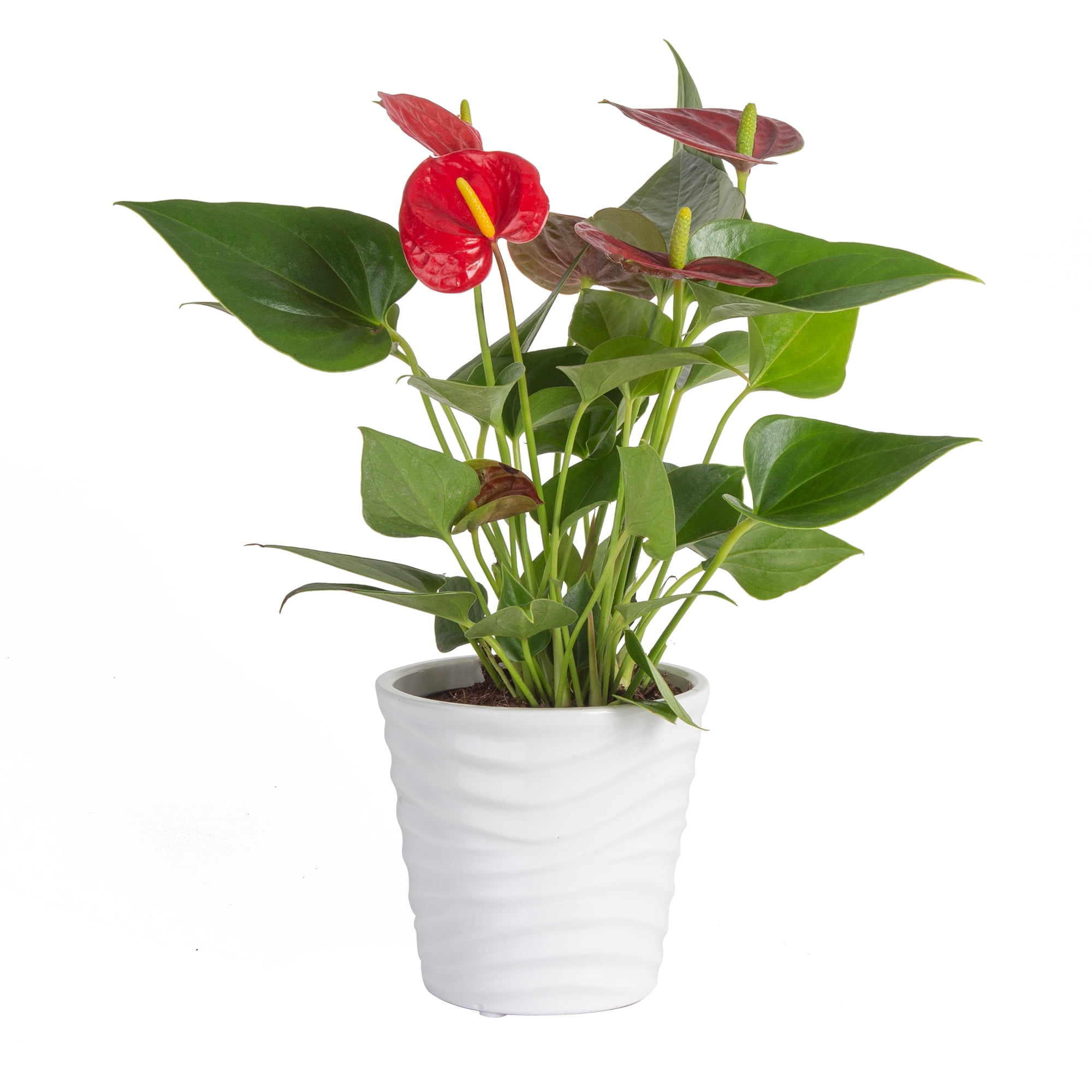 Better Homes & Gardens Live Indoor Red Anthurium Plant in 4in. Pot