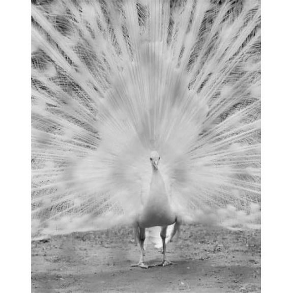 Posterazzi SAL255424485 Male Peacock Poster Print - 18 x 24 in.