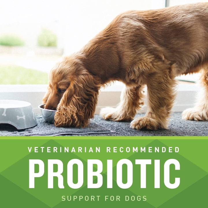 VetIQ Probiotic Supplement for Dogs Hickory Smoke Flavored Soft Chews 60 Count Walmart
