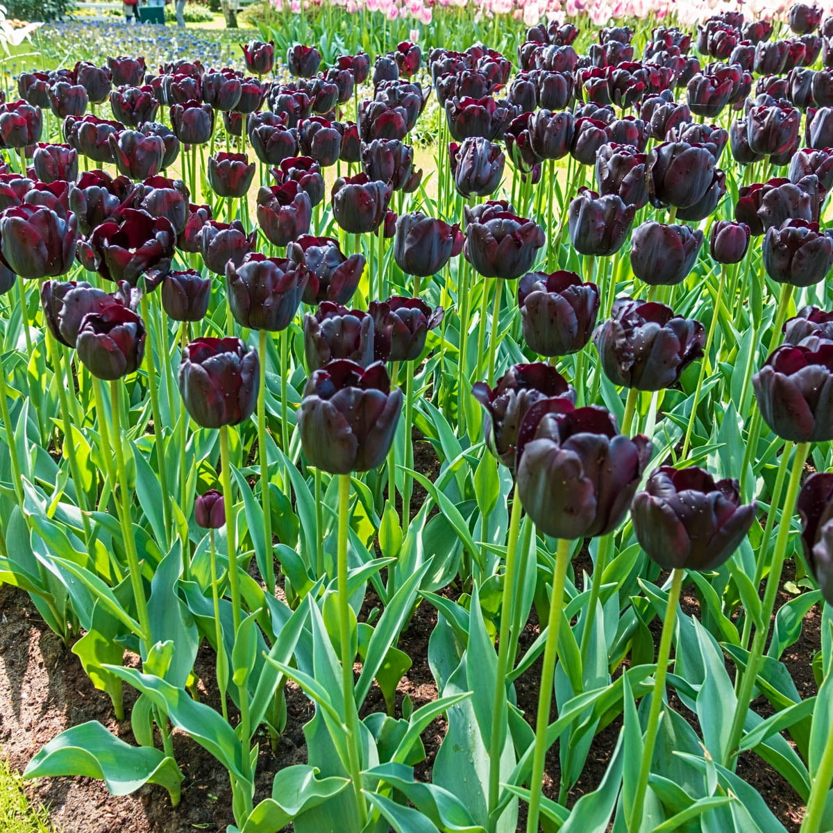 Van Bourgondien Purple May Flowering Queen of the Night Tulip Dormant  Flower Bulbs, Set of 25 bulbs