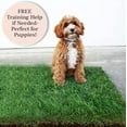 thumbnail image 4 of XL - Real Grass Disposable Pet Potty - 48 x 24 Inches with Plastic Tray - Potty Training Pad for Dogs, 4 of 9