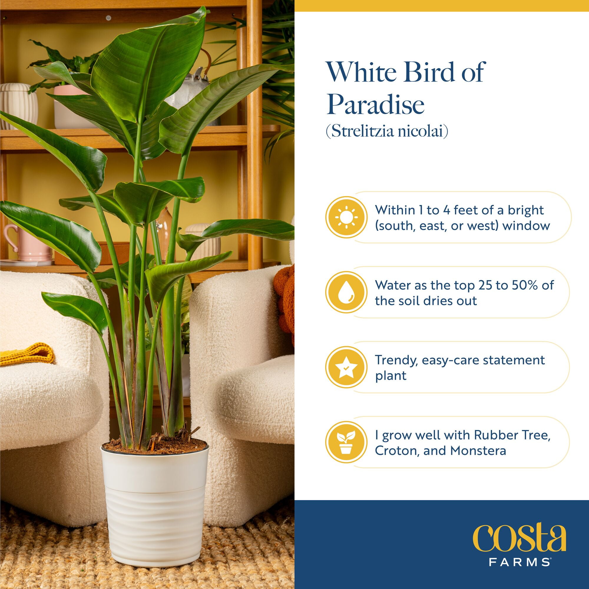 Costa Farms 32" White Bird of Paradise Live House Plant in 10" Grower Pot (2 Count)