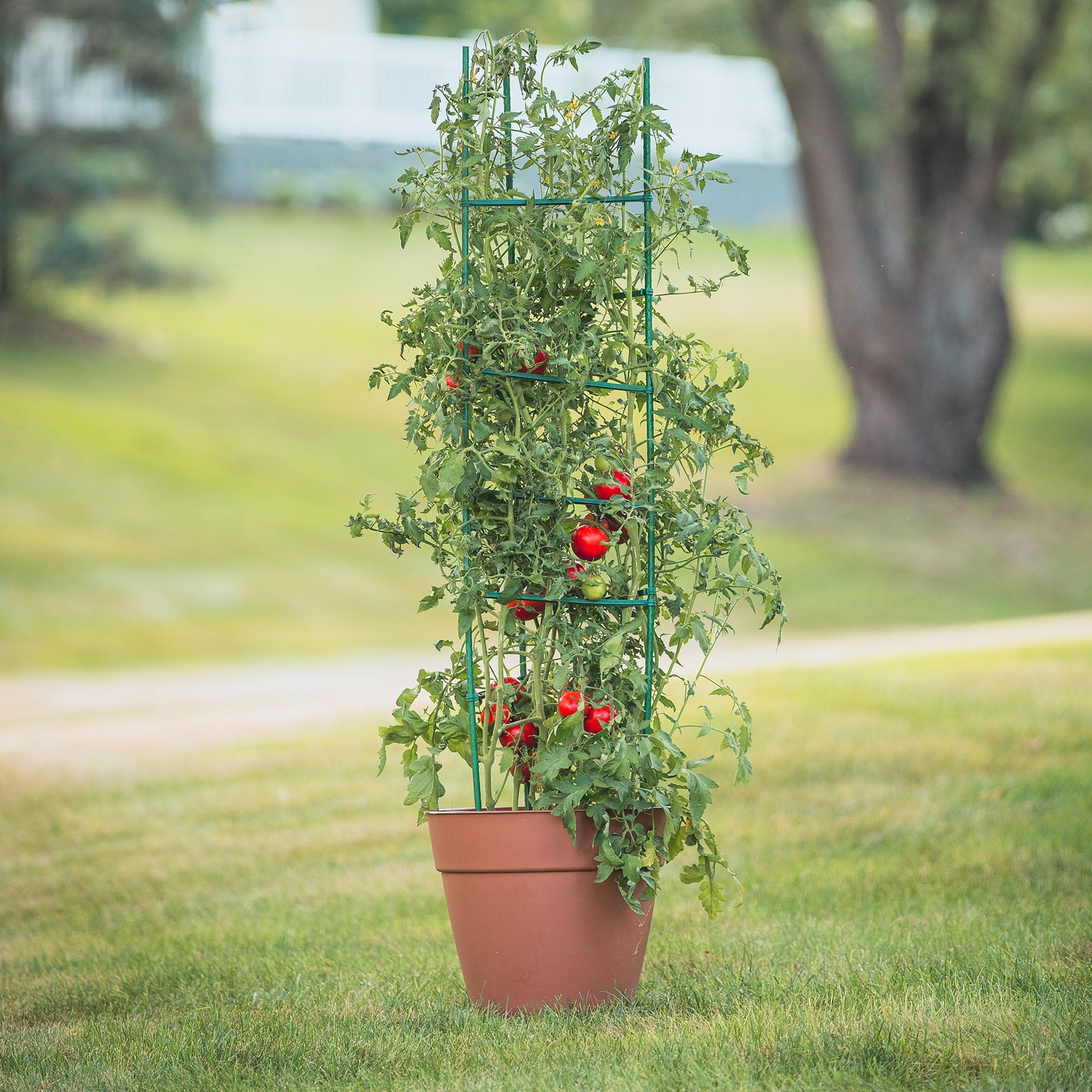 Gardner's Blue Ribbon Ultomato Tomato Plant Cage Green, TMC60 - Walmart.com