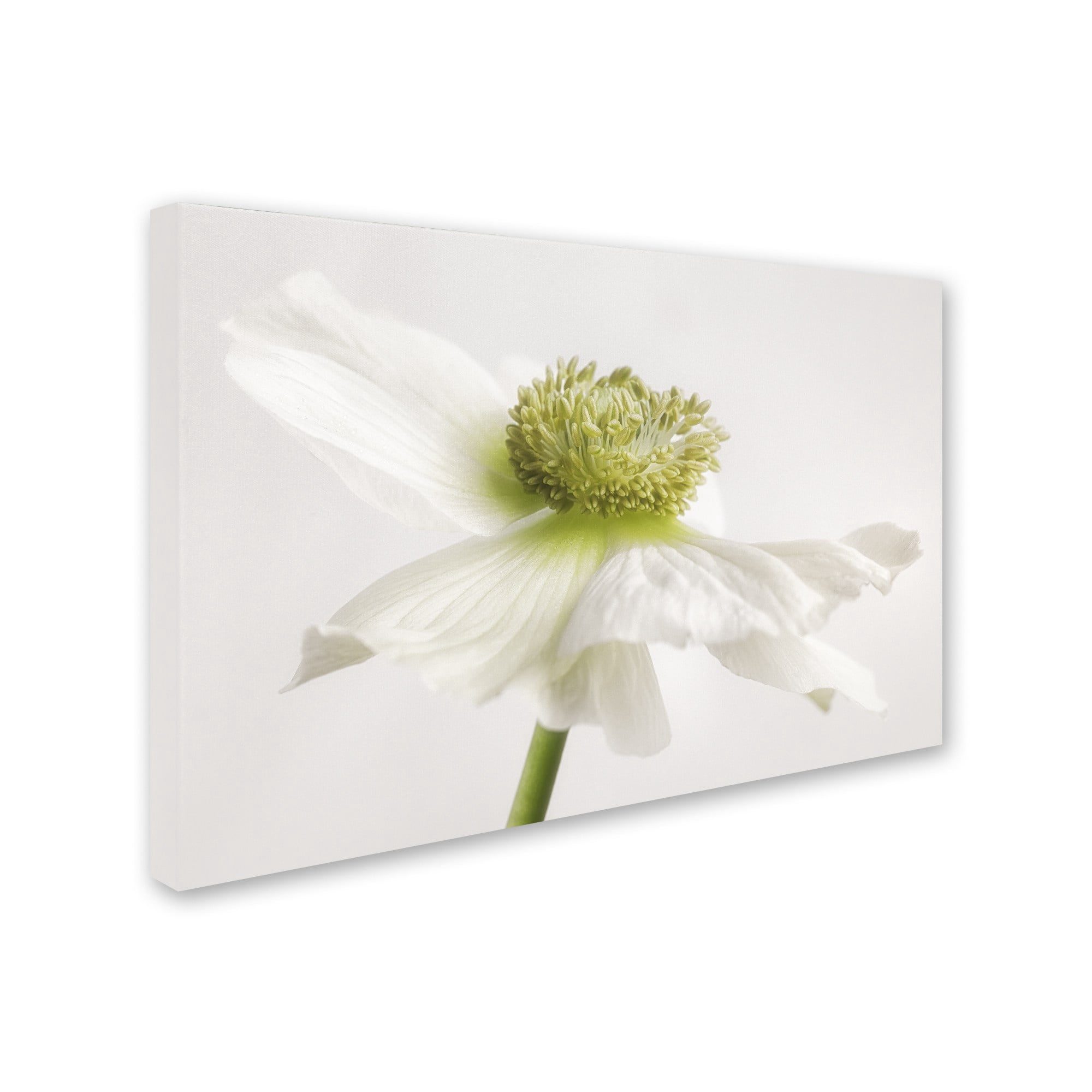 Trademark Fine Art 'White Anemone Flower' Canvas Art by Cora Niele