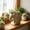 C, variant on Elephant Ceramic Succulent Planter – Unglazed Breathable Stoneware Pot with Drainage – Boho Natural Desktop Decor for Small Plants – 12x11x8cm