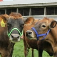 thumbnail image 5 of Derby Originals Adjustable Nylon Livestock Cattle Halters, 5 of 9