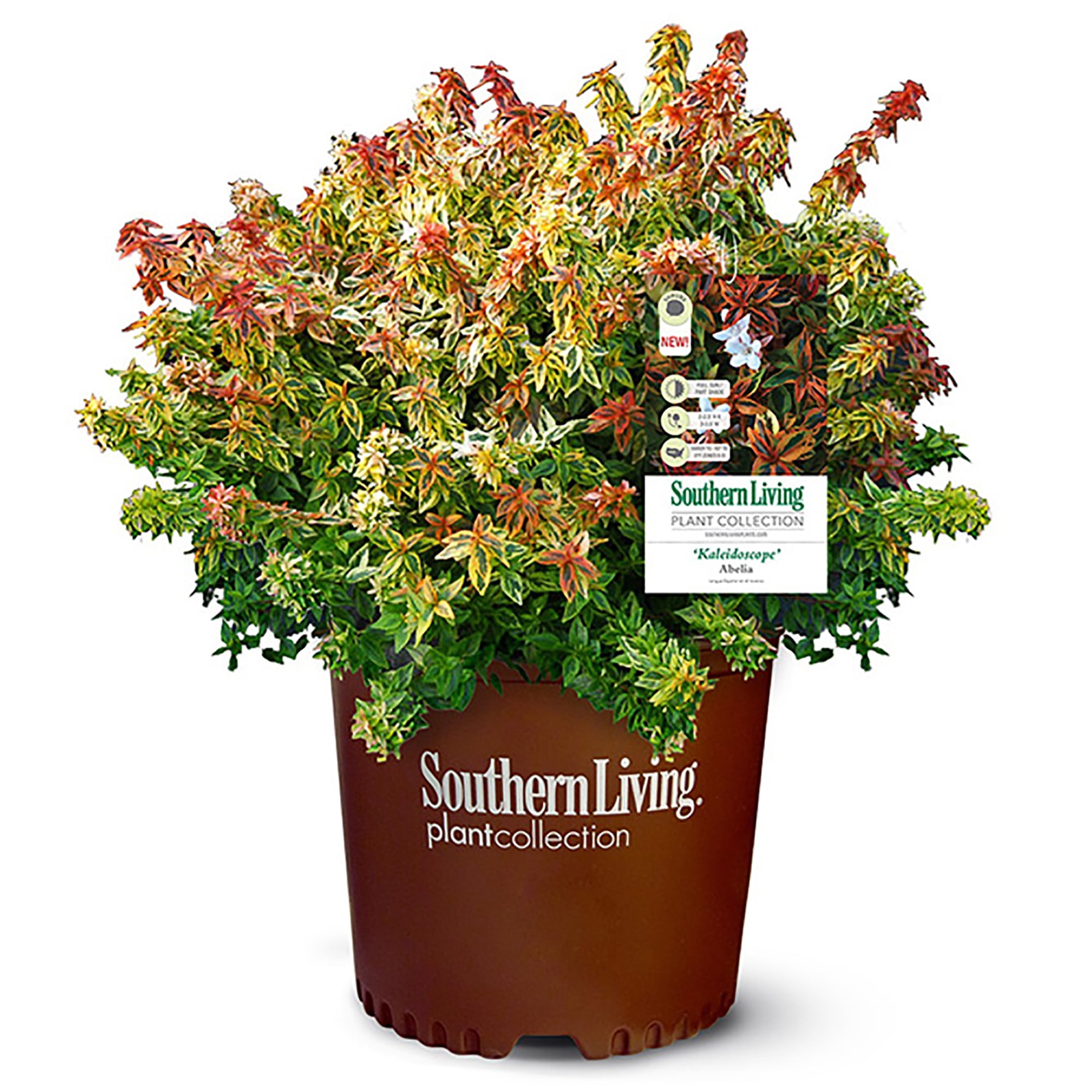 Southern Living Plant Collection Abelia Kaleidoscope Live Shrub (2 Gallon)