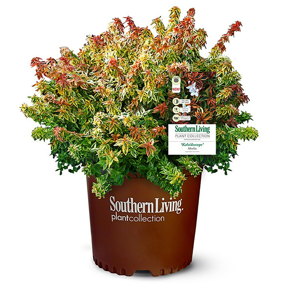 Southern Living Plant Collection Kaleidoscope Abelia Live Shrub (2