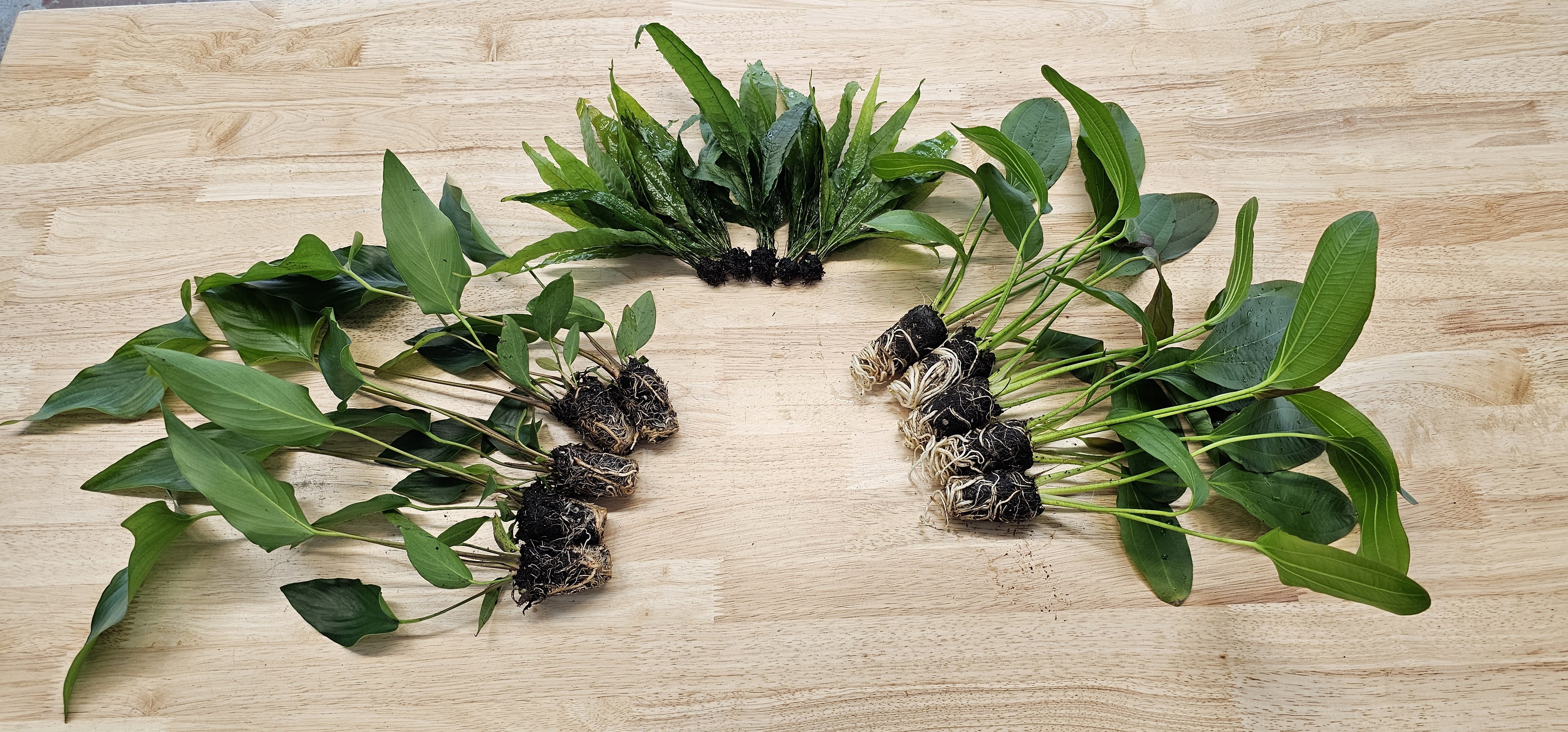 Centerpiece Bundle - 20-40 Gallon Tanks Our Choice (5 Pack - 10 Plants)