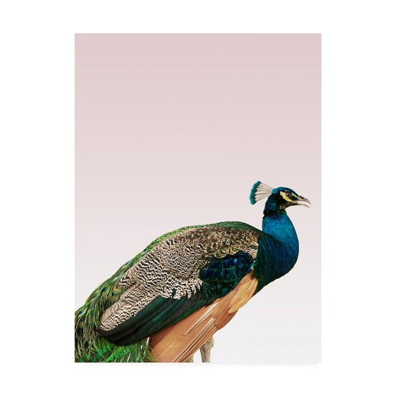 Trademark Fine Art 'Peacock on Pink Fabrikken' Canvas Art by Design Fabrikken