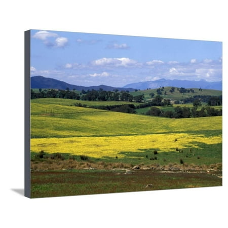 Wide Open Rolling Landscape, High Country, Australia Stretched Canvas Print Wall Art By Richard (Best Rolling Papers Australia)