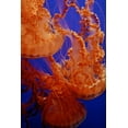 thumbnail image 2 of Miller, Anna 13x18 Gold Ornate Wood Framed with Double Matting Museum Art Print Titled - Graceful Jellyfish in Aquarium, 2 of 4
