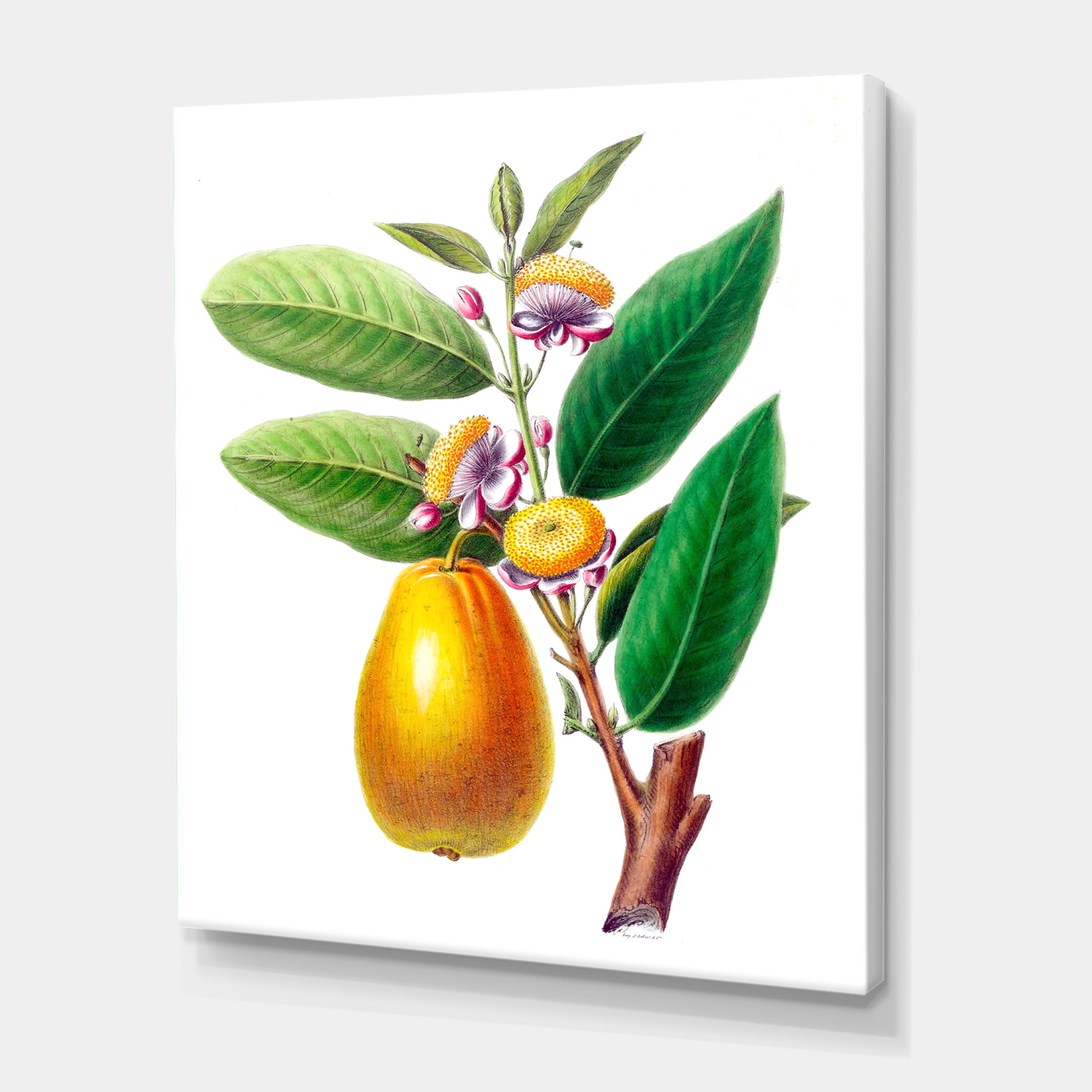 Designart ' Ancient Fruits I ' Farmhouse Canvas Wall Art Print