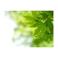 thumbnail image 3 of Tiptophomedecor Landscape Wallpaper Wall Mural - Leaves Shallow Focus, 3 of 4