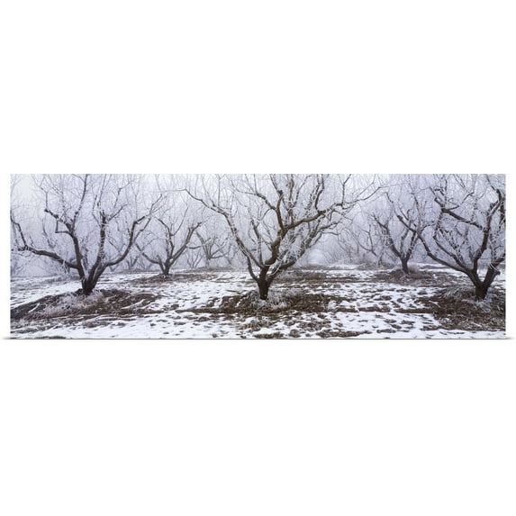 Great BIG Canvas | Rolled Poster Print entitled Apple orchard covered in winter frost, Idaho