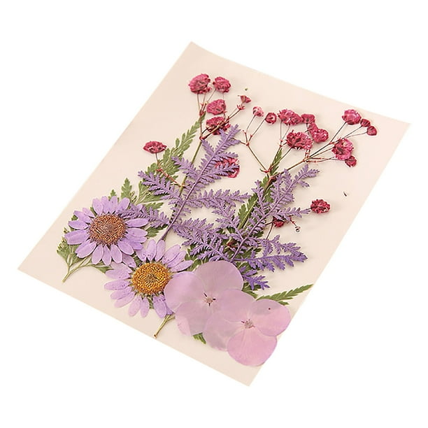 Flores Secas En Relieve Para Proyectos De Manualidades Con Resina, Elaboración De Velas Y Decoración Del Hogar (DIY).