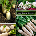thumbnail image 4 of Daikon Minowase Japanese Radish Seeds - Non GMO Heirloom Varieties for your Home Vegetable Garden - 3 Pack, 4 of 5