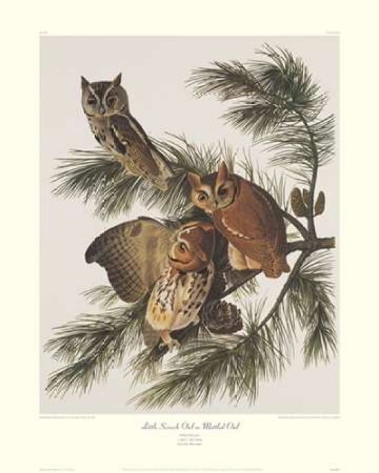 Little Screech Owl
