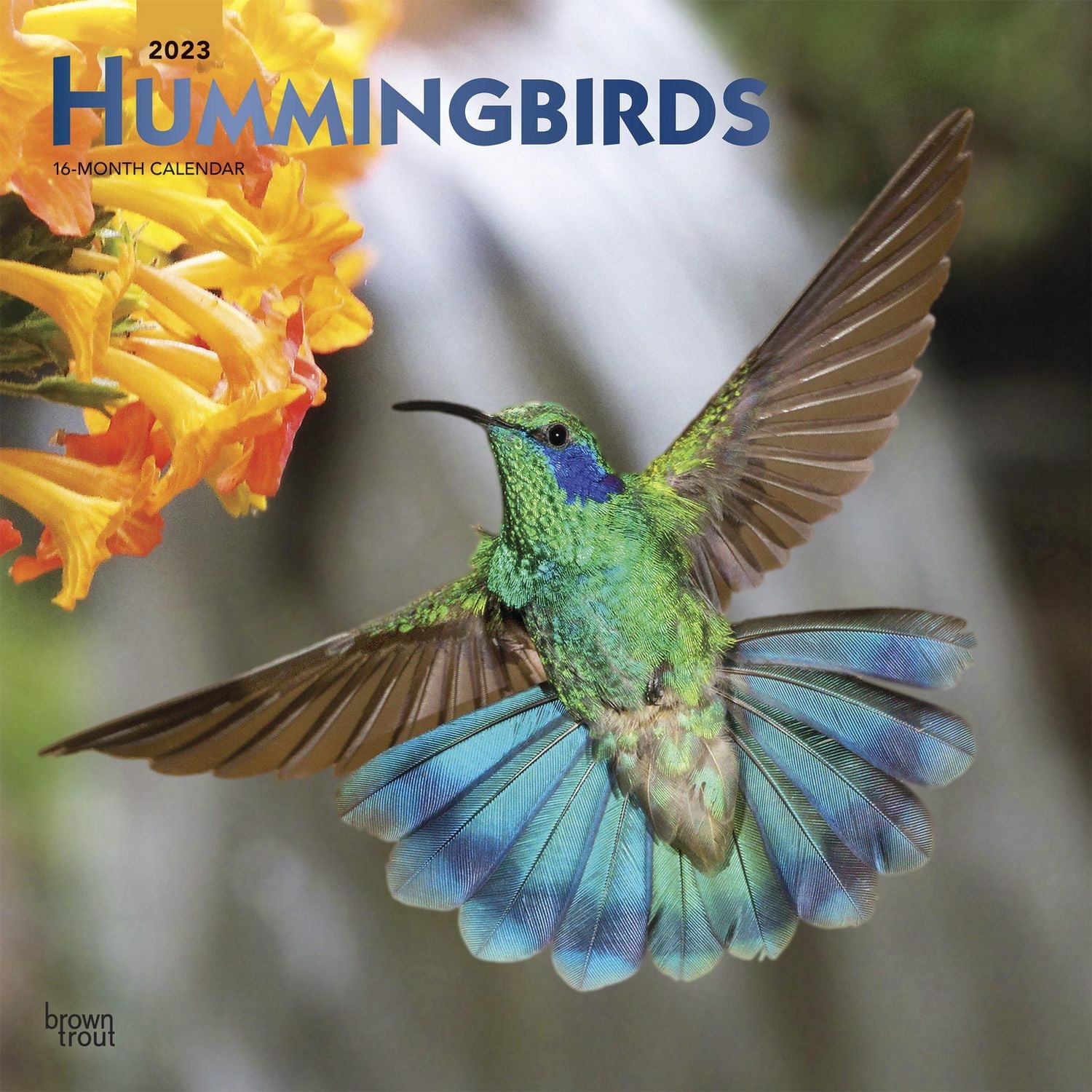 Hummingbirds 2023 Square