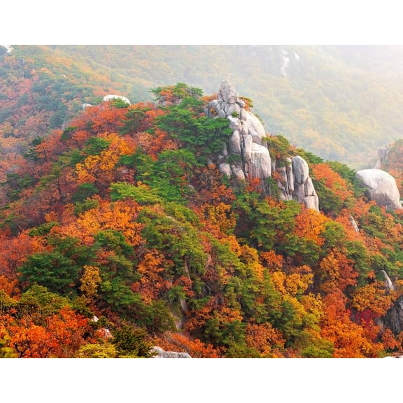 30 Mountain Maple Tree Seeds for Planting - Moosewood - Acer spicatum