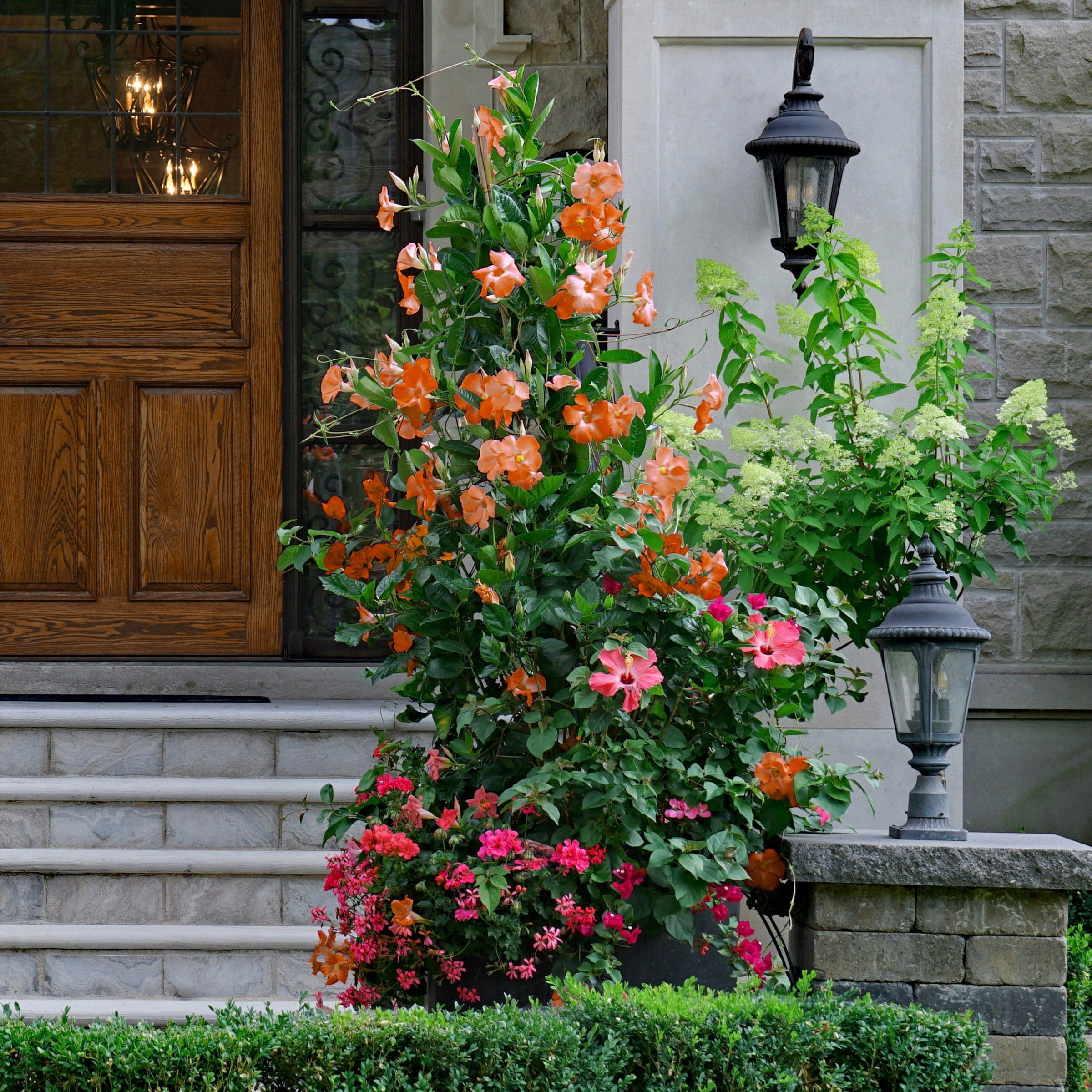 4 in. Mandevilla FiredUp Orange Live Annual Plant with Orange Flowers (3-Pack)