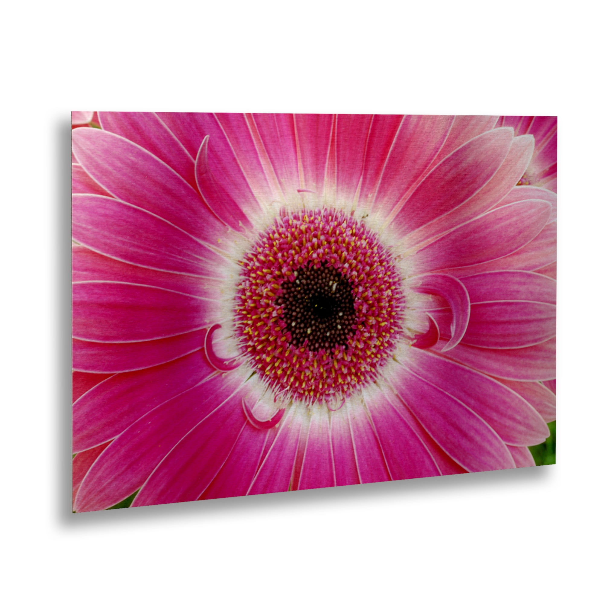 Trademark Fine Art 'Pink Gerber' Brushed Aluminum Wall Art Art by Kurt Shaffer