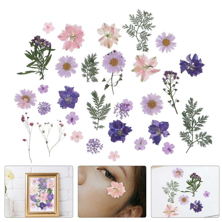 20 Pc Sample Pack Pressed Dried Flowers Mixed, Purple Assorted, Preserved  Flowers, Real Flat - Yahoo Shopping