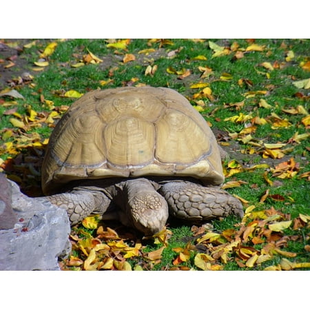 Canvas Print Tortoise Wildlife Wild Zoology Grass Animal Stretched Canvas 10 x (Best Grass For Tortoise)
