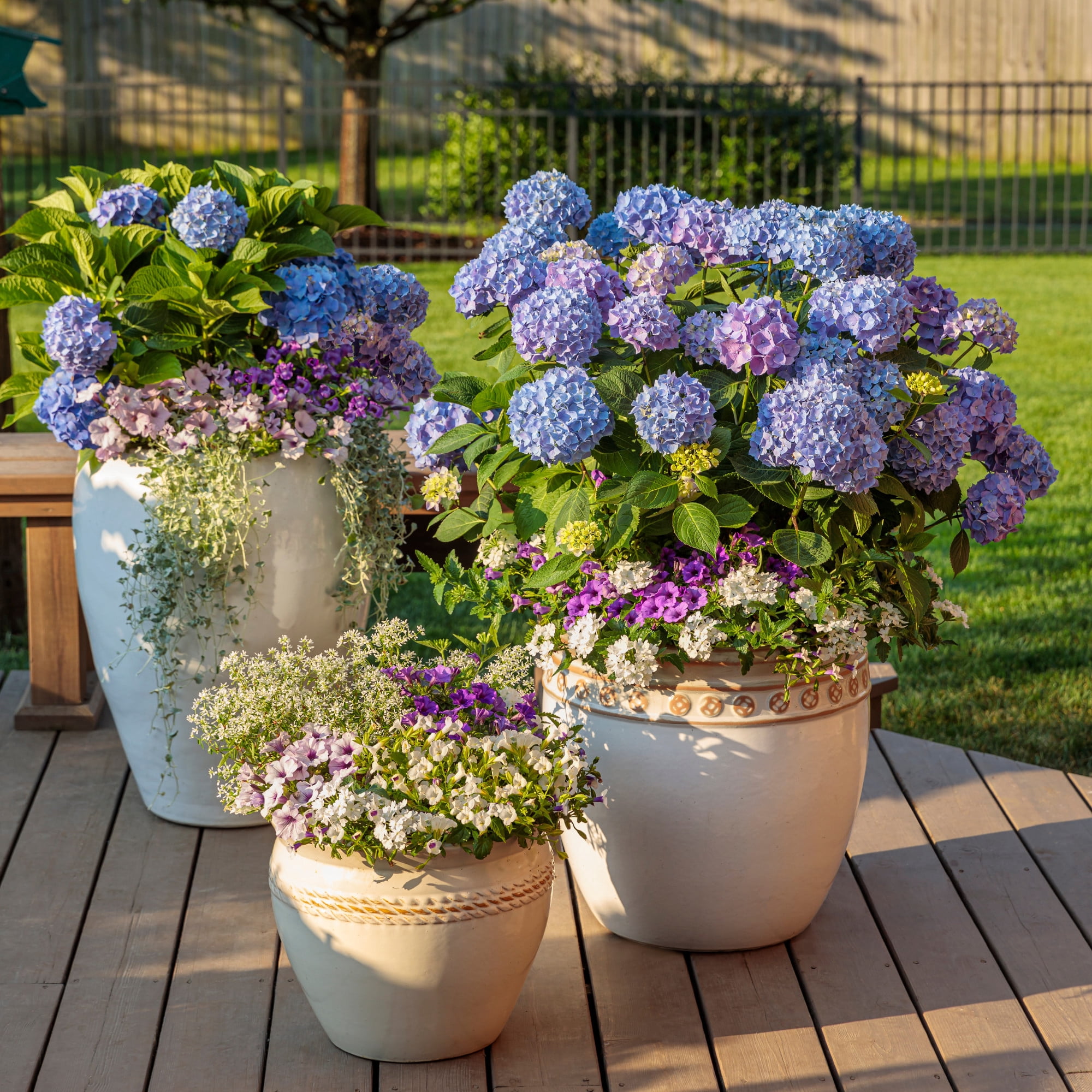 Proven Winners ColorChoice 6" Multicolor Let's Dance Blue Jangles Reblooming Hydrangea Live Plant in 7.5" Pot