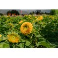 thumbnail image 3 of Plant Good Seed Double Goldy Teddy Bear Sunflower Seeds: Yellow Blossoms, Full Sun Annual, Organic, 3 of 9