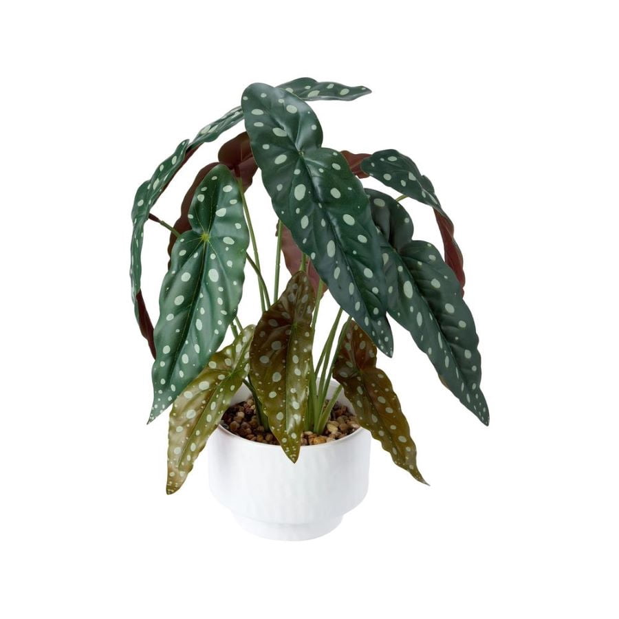 Plante tachetée en pot Anko