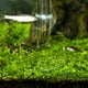 thumbnail image 2 of Plato de vidrio resistente y transparente para alimento de peces y gusanos, redondo/cuadrado, 2 of 9