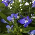 thumbnail image 2 of Expert Gardener 1.5gal Blue Lobelia Live Annual Plant Hanging Basket Sun, 2 of 5