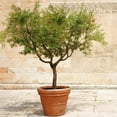 Arbequina Olive Tree - Live Plant In 3" Pot From Wellspring Gardens