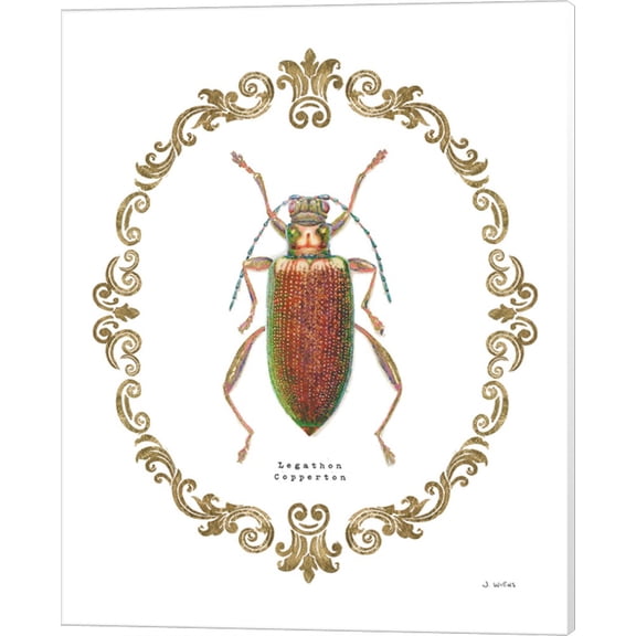 Adorning Coleoptera VI by James Wiens, Canvas Wall Art, 16W x 20H