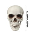 thumbnail image 2 of Small Skulls Halloween Decor, 4.1" Skeletons Movable Jaw, Mini Skulls For Crafts Outdoor Halloween Decorations, Realistic Miniature Human Skull Heads, 2 of 6