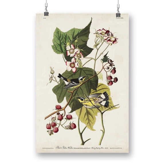 Black And Yellow Warbler Iii Poster - John James Audubon Designs,