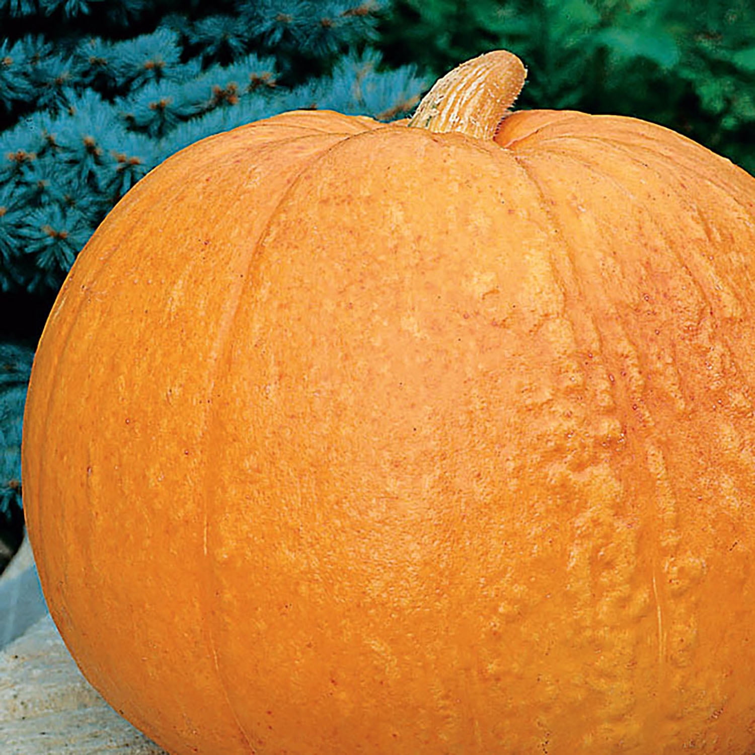 American Seed Pumpkin Big Max Annual Vegetable Seeds Full Sun