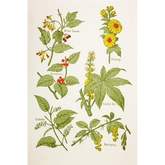 Posterazzi Medicinal Herbs & Plants. Clockwise From Top Left - Bitter Sweet, Chicory, Castor Oil, Barberry, Cubebs, Buckthorn From Virtues Household Physician Published London